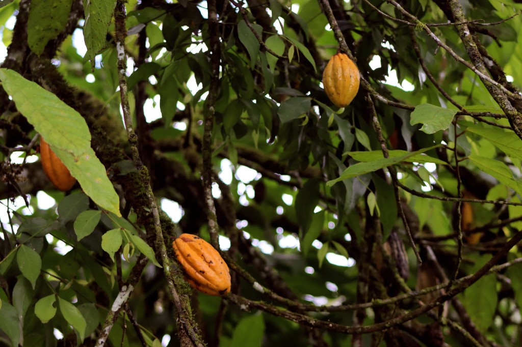 Convenio FELCODE - Plan Binacional de Desarrollo y turismo en Palanda